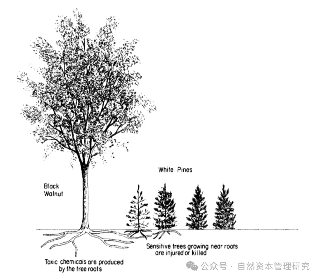 化感作用
